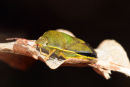 06-3951 Gorse Shield Bug (Piezodorus lituratus) on Oak Leaf Trapped in Gorse Bush